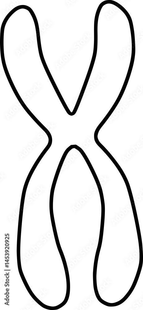 chromosome structure schematic outline, sister chromatic chromosome structure schematic outline, sister chromatic