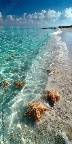 Beautiful beach, shells, shellfish, starfish, pearls, sandy beach, pearls, wallpaper, advertisement, business, background map, tropical, nature, landscape