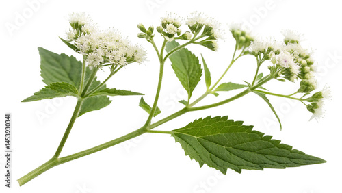Herbal plant Ageratina altissima or White snakeroot on white or transparent background