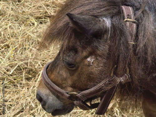 Photography Miniature Horse with Leather Halter Close-up