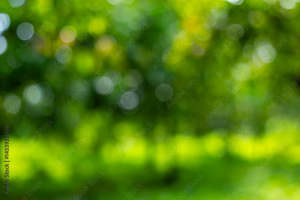 Obraz premium Blurred Green Forest Background