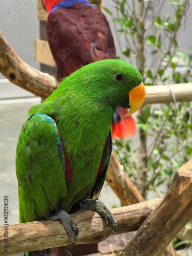 Green Eclectus Parrot Perched on Branch photo