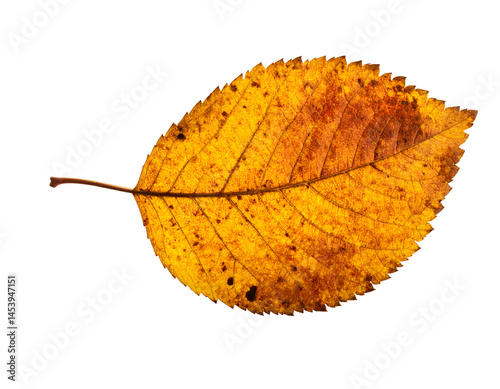 dry autumn leaf with natural imperfections and vivid yellow-brown texture, isolated on white background
