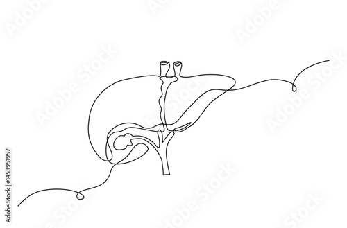 Continuous one line drawing of a human liver, minimalist anatomical sketch showing internal organ structure in modern abstract style. Vector 
editable stroke