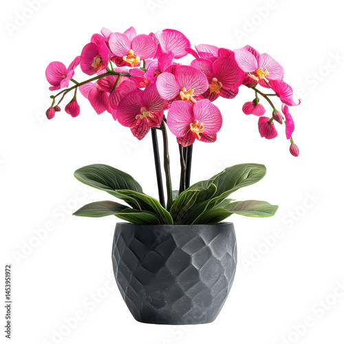 Beautiful potted flower isolated on white png decorative garden flower png floral pot decor png blooming plant in pot png transparent background image