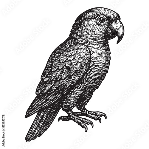 parrot woodcut engraving vector illustration