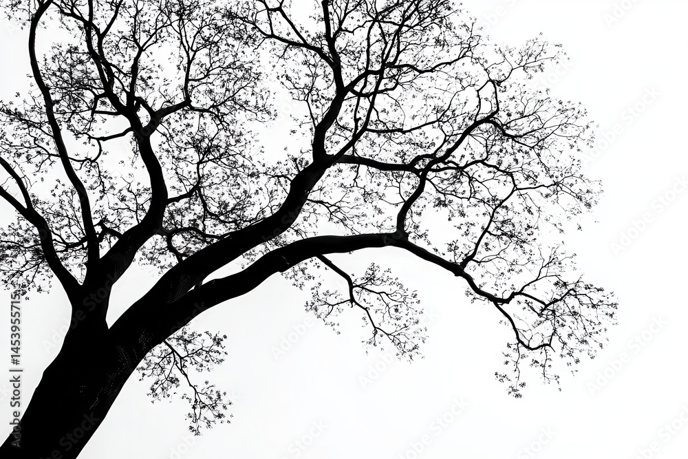 Fototapeta premium Silhouette of a Leafless Tree Branch Against a White Sky with Sparse Leaves