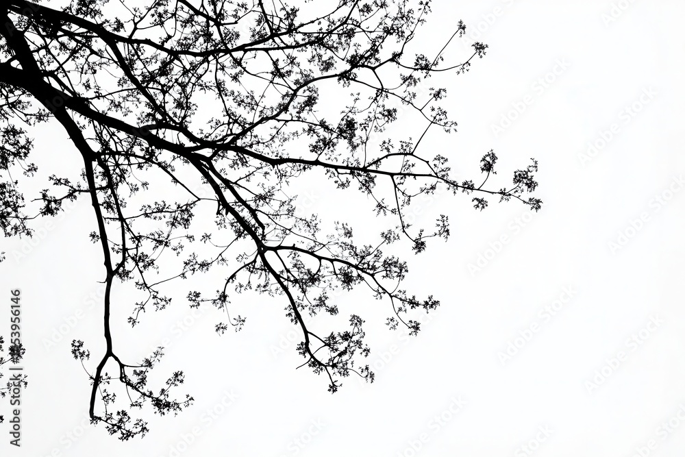 Obraz premium Silhouette of Branches with Delicate Blossoms Against a Bright White Sky