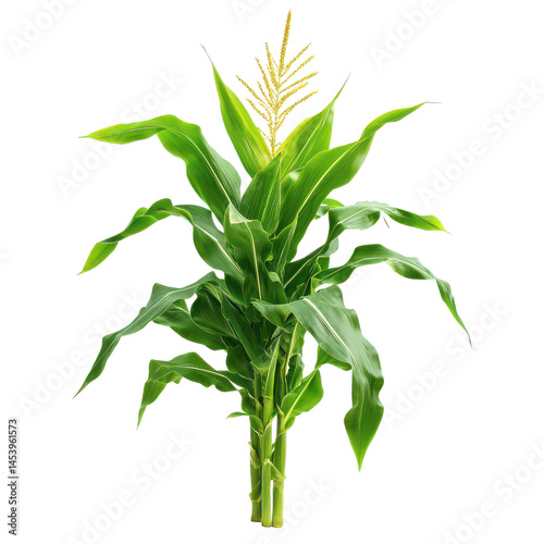Corn plant isolated on white png tall corn plant png organic farming maize png botanical corn stalk png transparent background image