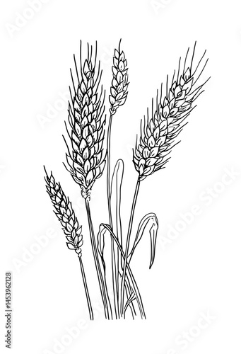 Detailed vector illustration of wheat ears. Perfect for agricultural themes, nature-inspired designs, and organic farming concepts. Ideal for eco-friendly and sustainable projects.
