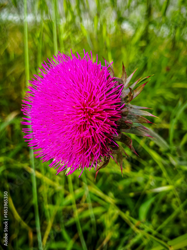 Background with fuchsia milk thistle flower