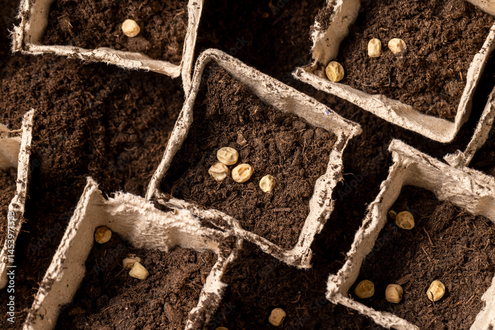 pots made of peat with chernozem and pea seeds , planting dried pea grains in fertile soil in pots