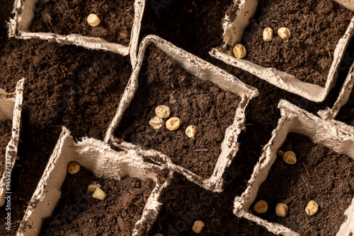 Obraz na płótnie pots made of peat with chernozem and pea seeds , planting dried pea grains in fertile soil in pots w salonie