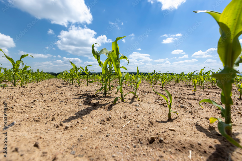 field with corn in cloudy weather, corn field against a blue sky with clouds