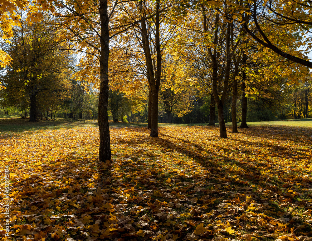 the foliage of trees on the ground after leaf fall in sunny weather, landscape photography