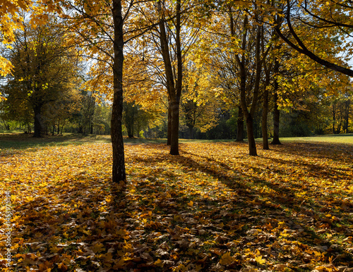 Obraz na płótnie the foliage of trees on the ground after leaf fall in sunny weather, landscape photography w salonie