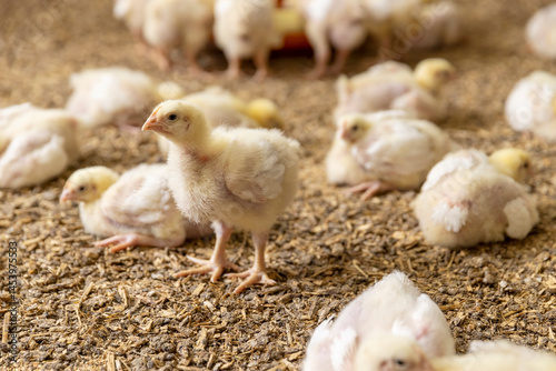 chickens in a poultry house of a farm for growing meat breeds of chicken , chickens sit and stand on a litter of sawdust