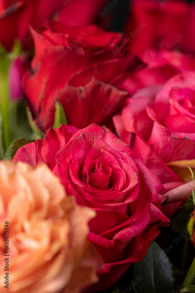 fragrant red roses, a group of red rose flowers for making bouquets for a gift