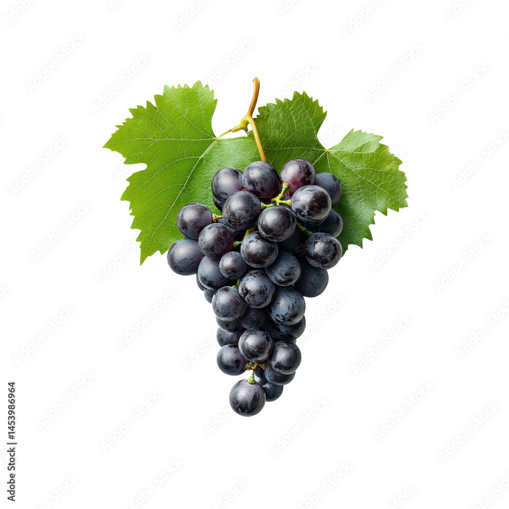 Fototapeta premium Lush Bunch of Dark Grapes with Green Leaves on Black Background