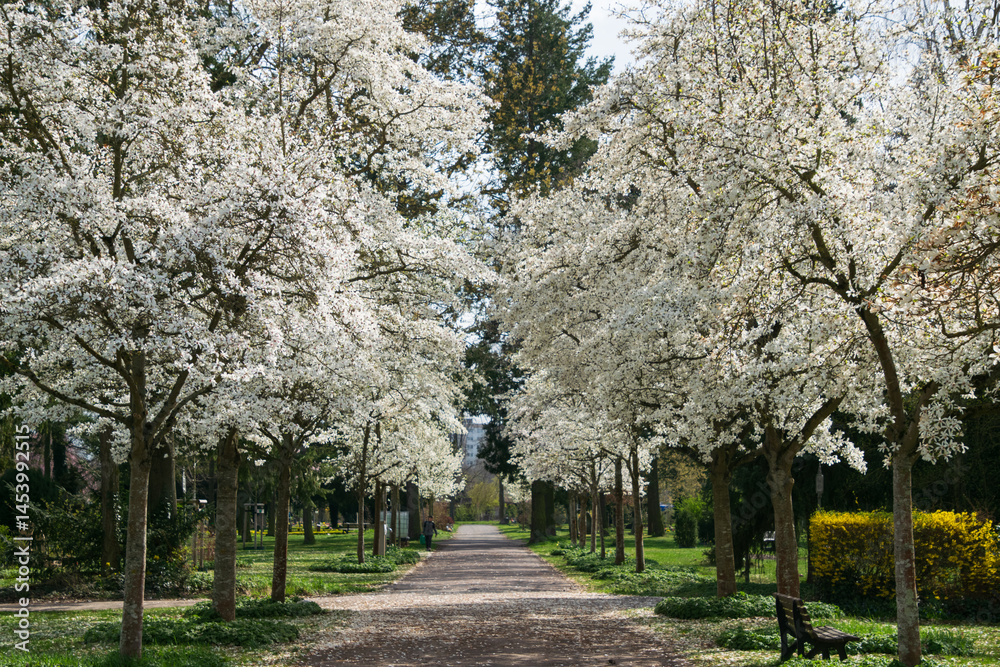 A tree avenue of kobushi magnolia
