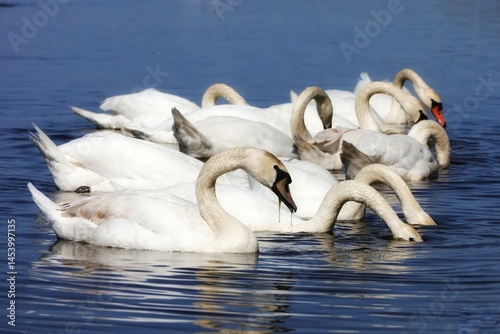 White swans swimming on the Vistula River in Plock