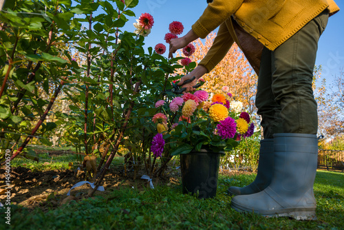 Gardener harvesting dahlia blooms. Woman with pruning shears and a bucket full of beautiful dahlia flowers. Growing cut flowers. Flower farming.