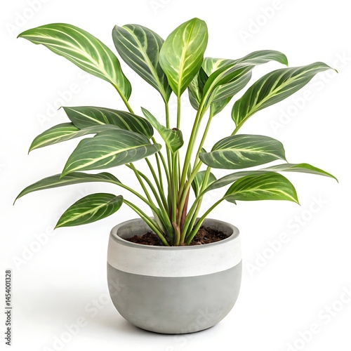 Wallpaper Mural Vibrant Calathea Ornata houseplant in a stylish grey pot showcasing its striking variegated leaves against a bright Torontodigital.ca