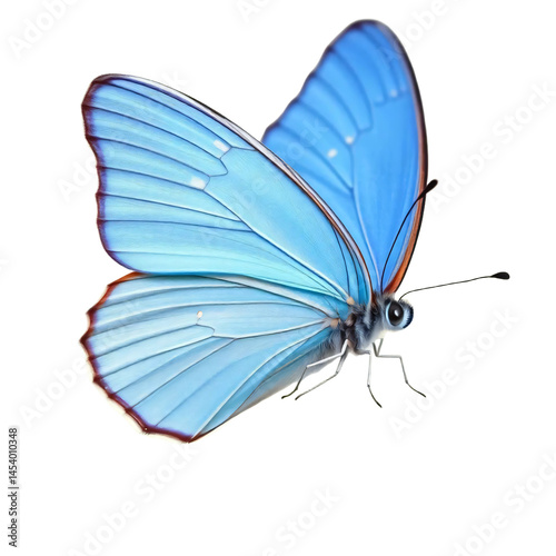 Beautiful blue butterfly isolated on transparent background