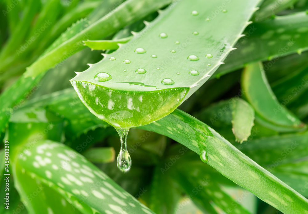 Fototapeta premium Aloe gel dropping from fresh aloe vera leaf cut. Aloe Vera plant at the background.