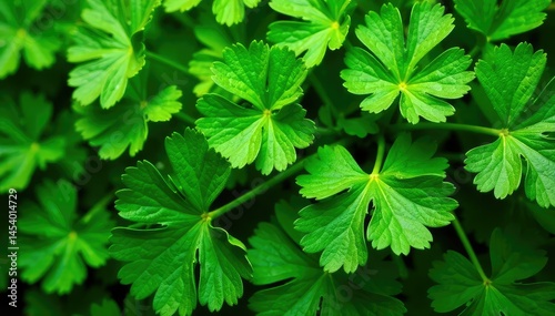 Fresh parsley leaves forming intricate natural pattern, texture, green