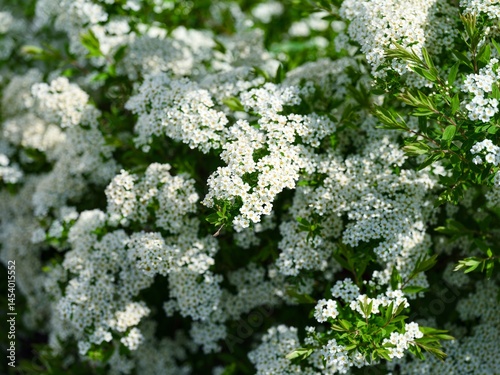 Beautiful spiraea bush with white flowers blooming in spring garden. Close-up photo