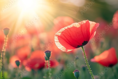 Bright red poppy blossoms blooming across a sunlit green meadow with vibrant natural setting