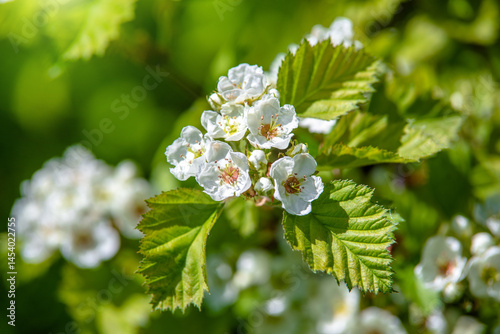 White hawthorn flowers on a green natural background
 photo
