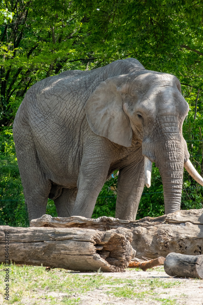 Fototapeta premium The Majestic Elephant in Its Natural Environment, Offset by a Serene Landscape and Biodiversity