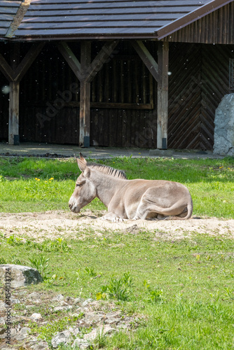 A Resting Donkey Found Within a Beautiful Natural Habitat Setting Surrounded by Natures Beauty