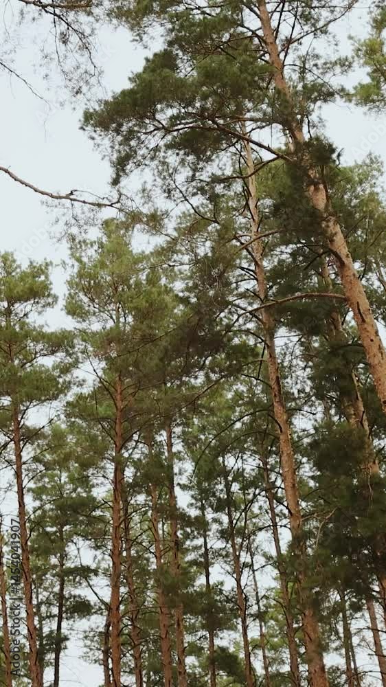 Tall pine trees reaching high into the blue sky, autumn, breathtaking forest nature. Slow motion. Video without people. Vertical shot. Tall pine trees reaching high into the blue sky, autumn, breathtaking forest nature. Slow motion. Video without people. Vertical shot.