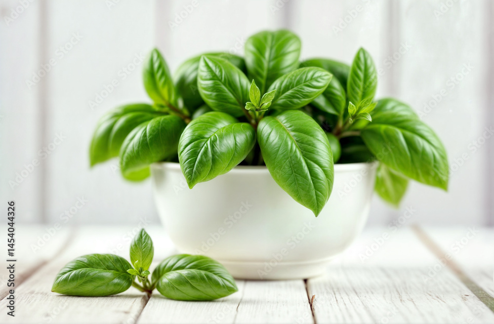 Fresh Basil in White Bowl. White bowl filled with fresh basil leaves on wooden surface against white background. Clean herb photography for cooking content