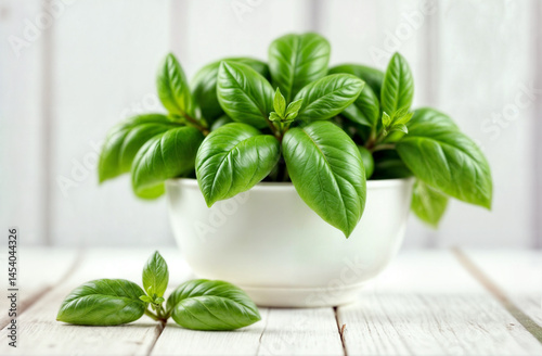 Obraz na płótnie Fresh Basil in White Bowl. White bowl filled with fresh basil leaves on wooden surface against white background. Clean herb photography for cooking content w salonie