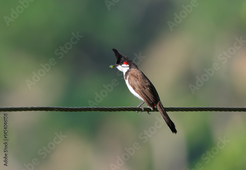 Foto red whiskered bulbul bird on a wire