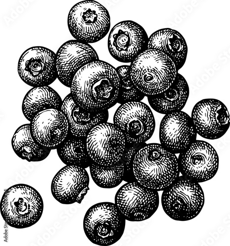 Handful of blueberries ink sketch.