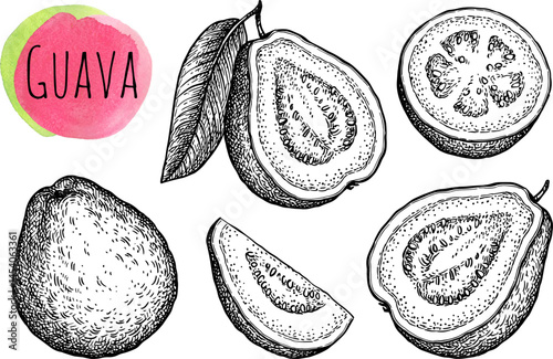 Guava ink sketch