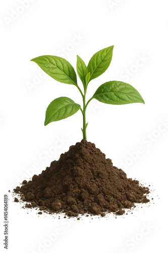 Young Green Plant Growing in Fresh Soil on Neutral Background – Concept Image Representing Growth, Sustainability, Ecology, and New Beginnings