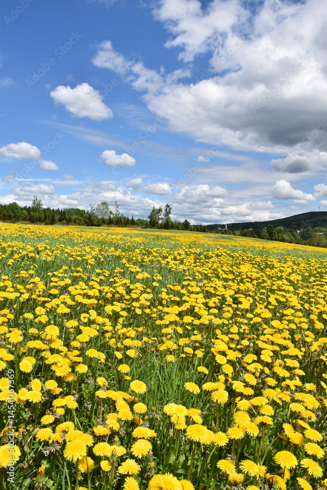 Fototapeta premium A field of dandelion flowers in spring, Québec, Canada