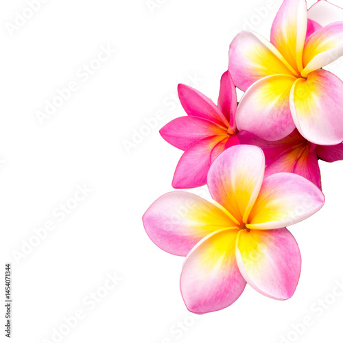 frangipani flower isolated on white background