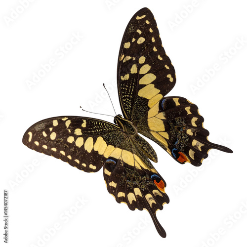 butterfly on a white background