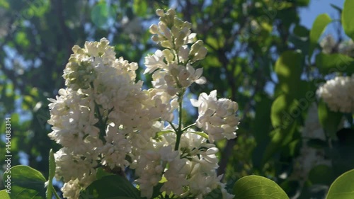 Stunning and Beautiful White Lilac Flowers in Full Bloom Against a Bright Blue Sky