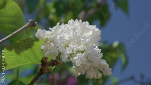 A Stunning and Beautiful Display of Gorgeous White Flowers Set Against a Clear Blue Sky Above
