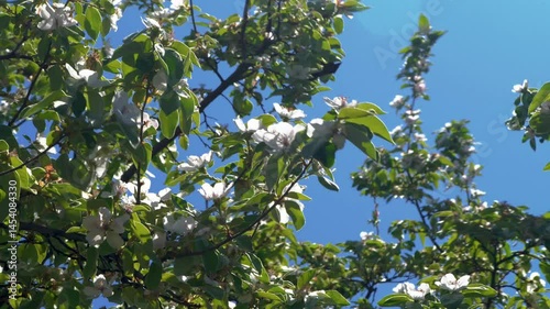 The Beautiful Blooming Apple Trees Are Surrounded by a Clear and Expansive Blue Sky Above Them