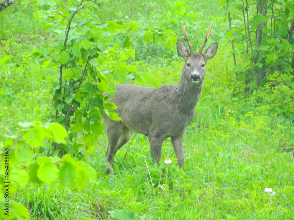 wild deer photo in forest wild deer photo in forest