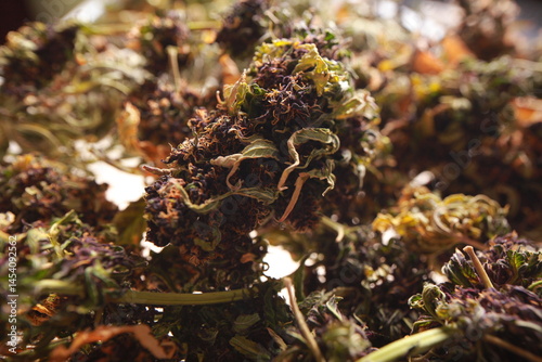 drying cannabis plant close up